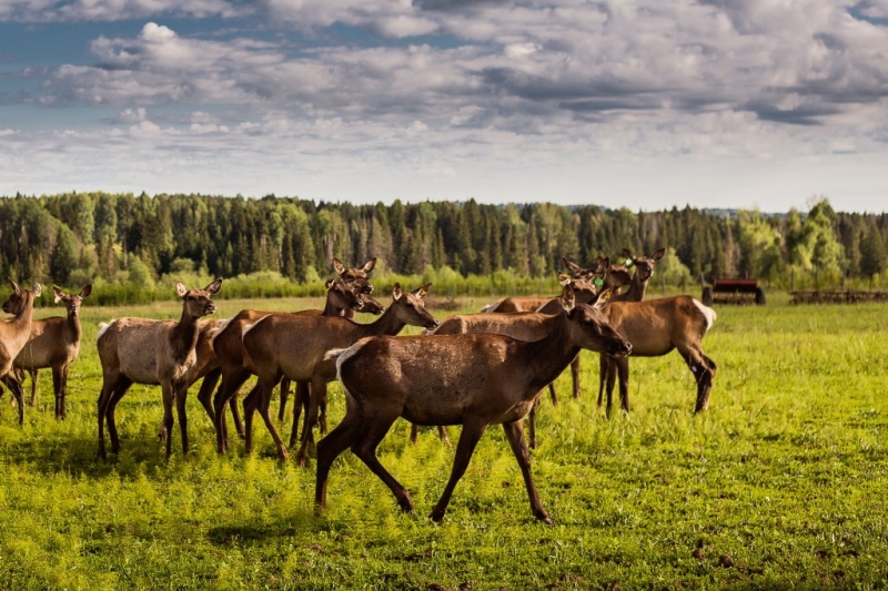 Благодаря господдержке в Прикамье развивается уникальный курортный комплекс
