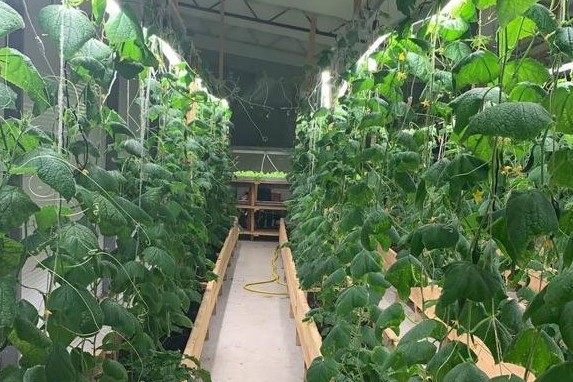 Галина Слепцова из Якутии с нуля открыла тепличный бизнес