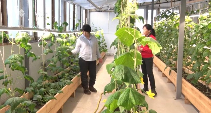 Галина Слепцова из Якутии с нуля открыла тепличный бизнес