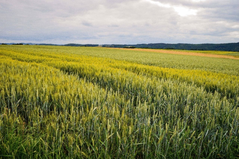 В &laquo;День Калужского поля-2023&raquo; гостей выставки познакомят с достижениями в сельхоз сфере