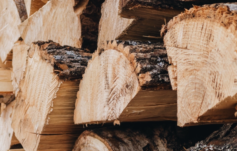 В телеграм запущен чат-бот по работе с ЛесЕГАИС