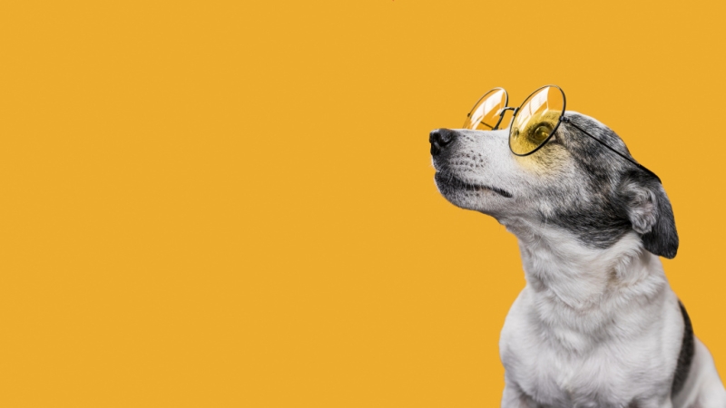 Всё для звериного счастья: петербуржец развивает зообизнес при помощи господдержки